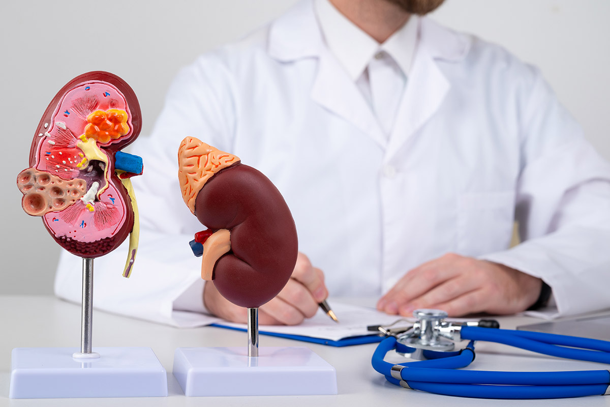 mockup kidney work desk doctor